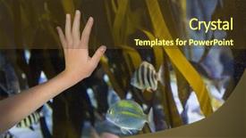  Presentation with tank - Presentation consisting of biology seaweed - hand pressed against glass background and a tawny brown colored foreground