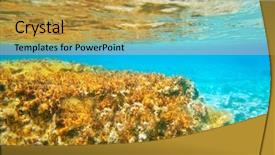  Presentation with turquoise - Slides having biology seaweed - ibiza formentera underwater anemone seascape background and a yellow colored foreground