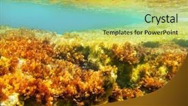  Presentation with biology seaweed - Slide deck with biology seaweed - ibiza formentera underwater anemone seascape background and a yellow colored foreground