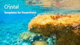  Presentation with biology seaweed - Slides having biology seaweed - ibiza formentera underwater anemone seascape background and a teal colored foreground
