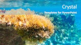  Presentation with seaweed - PPT layouts consisting of biology seaweed - ibiza formentera underwater anemone seascape background and a teal colored foreground