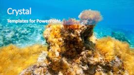  Presentation with underwater - Amazing slide deck having biology seaweed - ibiza formentera underwater anemone seascape backdrop and a teal colored foreground
