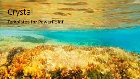  Presentation with underwater - PPT theme consisting of biology seaweed - ibiza formentera underwater anemone seascape background and a yellow colored foreground