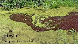 Presentation with lake - Beautiful slide deck featuring biology seaweed - lake coated by duckweed backdrop and a yellow colored foreground