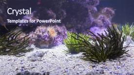  Presentation with biology seaweed - Amazing presentation design having biology seaweed - lit up sea life backdrop and a tawny brown colored foreground