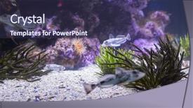  Presentation with tank - Audience pleasing slide set consisting of biology seaweed - lit up sea life backdrop and a tawny brown colored foreground