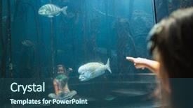  Presentation with fish aquarium - Beautiful slides featuring biology seaweed - little girl looking at fish backdrop and a ocean colored foreground