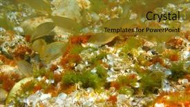  Presentation with tuna fish underwater in ocean - Cool new theme with biology seaweed - mediterranean underwater salema fish school backdrop and a gold colored foreground