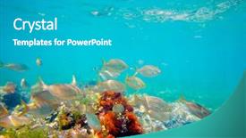  Presentation with mediterranean - Presentation theme consisting of biology seaweed - mediterranean underwater with salema fish background and a teal colored foreground