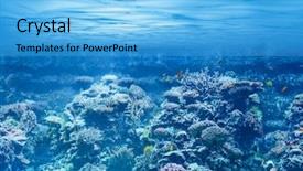  Presentation with fishes - Cool new PPT layouts with biology seaweed - sea or ocean underwater backdrop and a light blue colored foreground