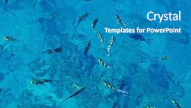  Presentation with fish - PPT theme featuring biology seaweed - sea with colorful fish background and a teal colored foreground