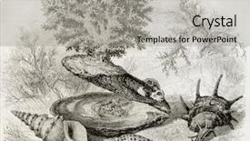  Presentation with seaweed - Slides featuring biology seaweed - shells old illustration of madrepore background and a light gray colored foreground