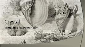  Presentation with shells - Theme consisting of biology seaweed - shells old illustration of trochus background and a light gray colored foreground