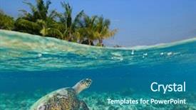  Presentation with coral reef - PPT theme enhanced with biology seaweed - underwater coral reef with tropical background and a ocean colored foreground