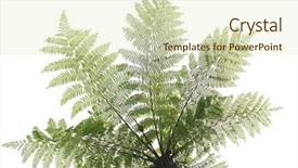  Presentation with frames isolated on white brown - Beautiful PPT theme featuring vars - cyathea isolated in white backdrop and a  colored foreground