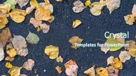  Presentation with road yellow - Beautiful slides featuring dry yellow leaves on a road backdrop and a ocean colored foreground