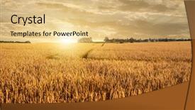  Presentation with wheat - Audience pleasing slides consisting of biomass - golden wheat field backdrop and a lemonade colored foreground