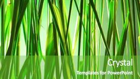  Presentation with green - Presentation theme with green reeds background background and a shamrock green colored foreground