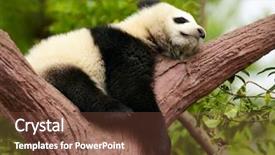  Presentation with sleeping baby - Audience pleasing presentation consisting of biome - sleeping giant panda baby backdrop and a tawny brown colored foreground