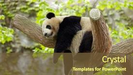  Presentation with sleeping baby - Colorful PPT layouts enhanced with biome - sleeping giant panda baby backdrop and a tawny brown colored foreground