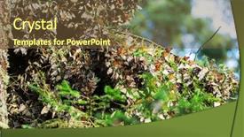  Presentation with monarch butterfly - Audience pleasing presentation theme consisting of biosphere - monarch butterfly colony in mexico backdrop and a tawny brown colored foreground