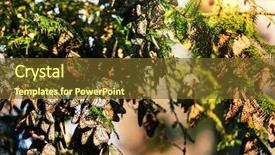  Presentation with monarch butterfly - Beautiful presentation design featuring biosphere - monarch butterfly colony in mexico backdrop and a tawny brown colored foreground