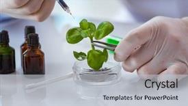  Presentation with biotechnology lab - Amazing PPT theme having biotechnology scientist working backdrop and a light gray colored foreground