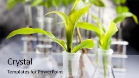  Presentation with biotechnology - PPT theme consisting of biotechnology background and a light gray colored foreground