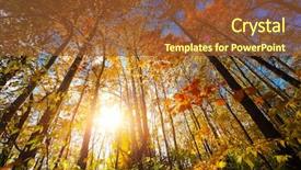  Presentation with autumn blue - Theme with birch - autumn forest with sunlight background and a tawny brown colored foreground