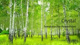  Presentation with summer - Beautiful presentation design featuring birch - beautiful landscape - summer birchwood backdrop and a yellow colored foreground