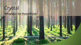  Presentation with forest morning - Cool new slide deck with birch - early morning with sunrise backdrop and a coral colored foreground