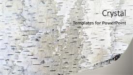  Presentation with birch bark - Colorful PPT layouts enhanced with birch bark background backdrop and a light gray colored foreground