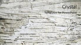  Presentation with birch bark - Amazing PPT layouts having birch bark background backdrop and a light gray colored foreground