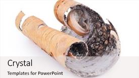  Presentation with birch bark - Theme having birch bark on white background background and a light gray colored foreground