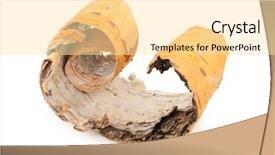  Presentation with birch bark - Cool new theme with birch bark on white background backdrop and a blonde colored foreground