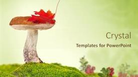  Presentation with light green - Audience pleasing slide deck consisting of birch-bolete-in-green-moss backdrop and a soft green colored foreground