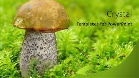  Presentation with mushroom - Presentation design having bolete leccinum scabrum - edible mushroom background and a gold colored foreground