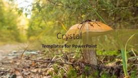  Presentation with mushroom - Beautiful PPT theme featuring birch-bolete-mushroom backdrop and a gold colored foreground