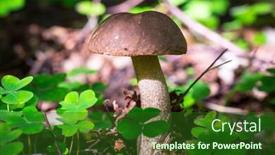  Presentation with mushroom - Cool new presentation with birch-bolete-mushroom backdrop and a forest green colored foreground