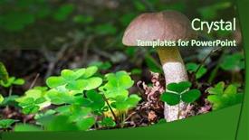  Presentation with mushroom - Amazing PPT theme having cup of coffee and biscuits backdrop and a dark gray colored foreground.