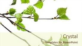  Presentation with white birch tree - Colorful presentation enhanced with birch branches on a white backdrop and a cream colored foreground