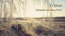  Presentation with winter road and branch - Theme featuring birch branches soft toning effect background and a  colored foreground