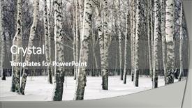 Presentation with winter forest - Slides featuring birch forest at winter day background and a gray colored foreground