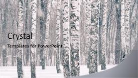  Presentation with winter evergreen forest - Amazing slide deck having birch forest at winter snowstorm backdrop and a light gray colored foreground