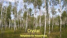  Presentation with dark forest landscape - Slide set featuring birch forest landscape background and a  colored foreground