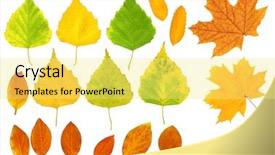  Presentation with barberry - Audience pleasing PPT theme consisting of birch maple and barberry backdrop and a yellow colored foreground