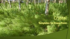  Presentation with finland - PPT theme featuring birch-plantation-in-finland background and a tawny brown colored foreground