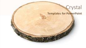  Presentation with white birch tree - PPT layouts consisting of birch-tree-trunk-cross-section background and a lemonade colored foreground