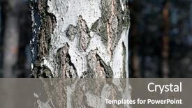  Presentation with tree - Presentation theme having birch tree trunk in forest background and a  colored foreground