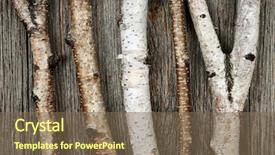  Presentation with tree - PPT theme with birch tree trunks and branches background and a violet colored foreground